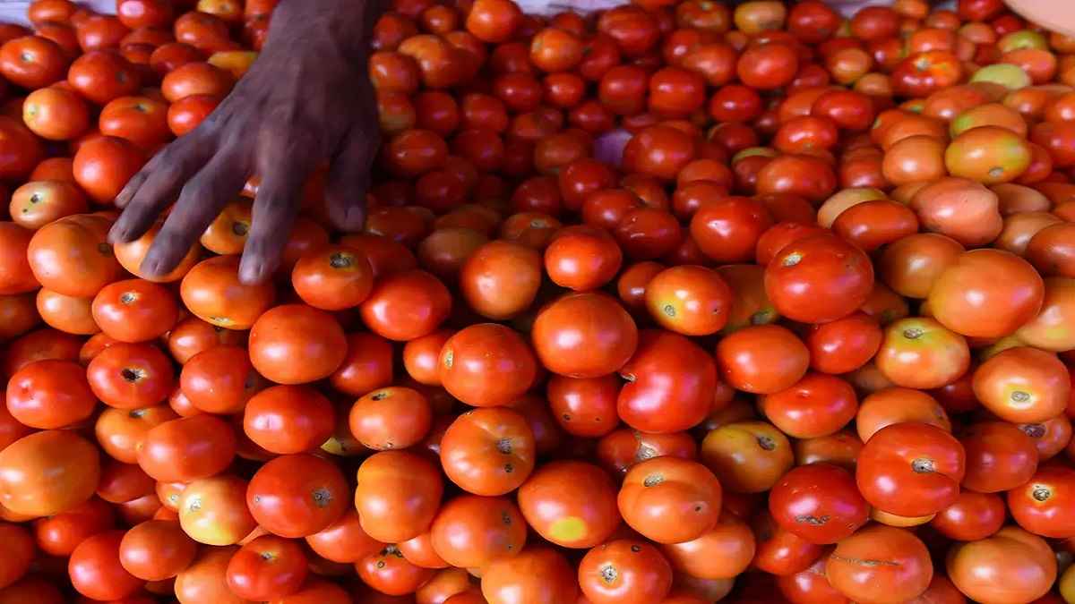 Tomato महंगे हुए तो दो भाइयों की हुई चांदी, स्कूल छोड़ा और लग गए इस काम में