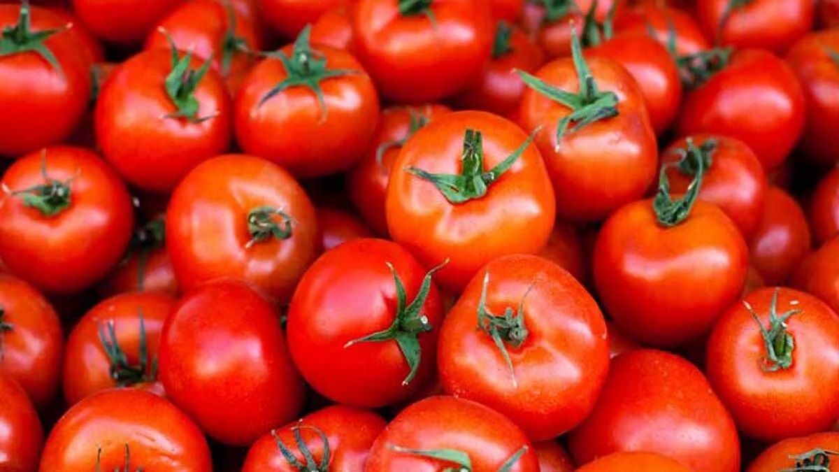 tomato price today