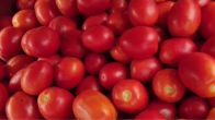 Tomato price