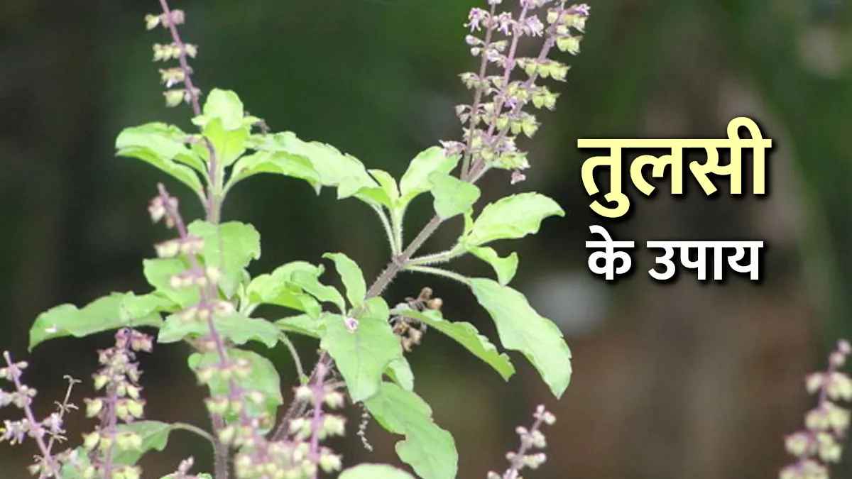 तुलसी के ये उपाय आपकी हर समस्या को जड़ से मिटा देंगे