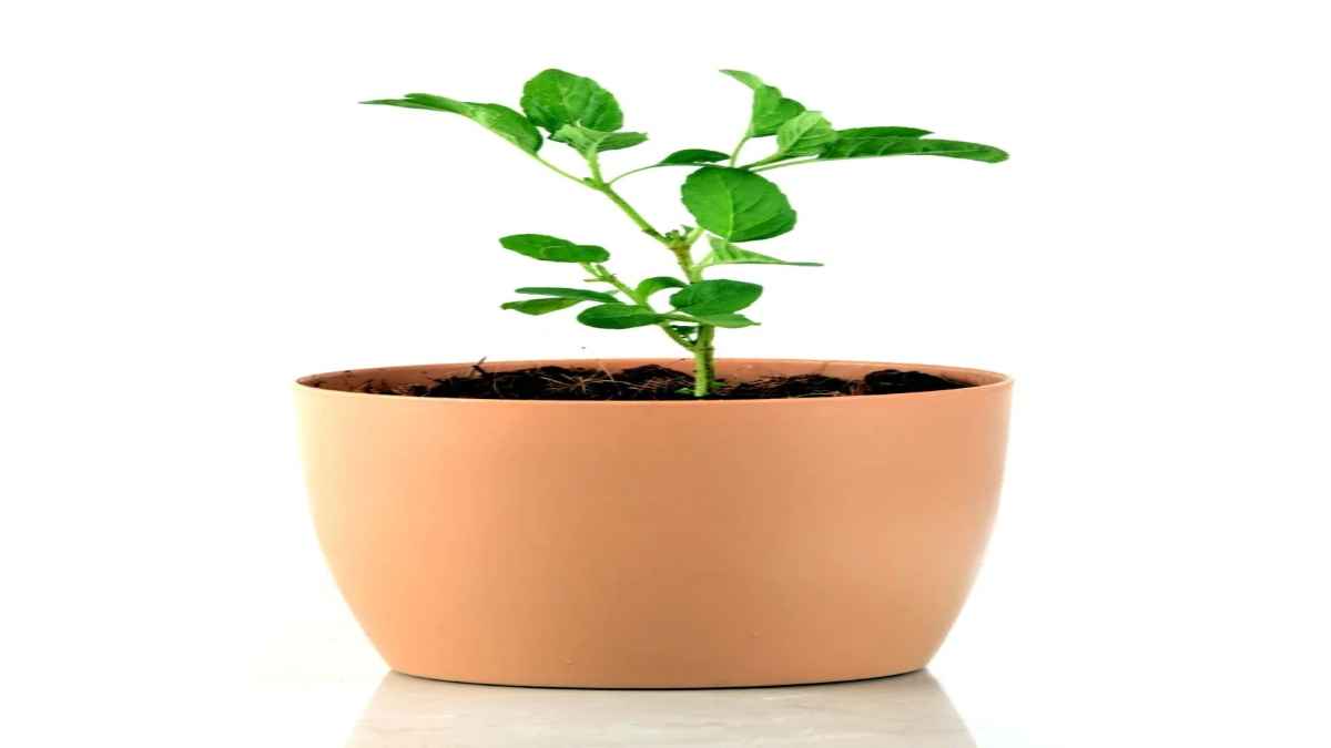 तुलसी के साथ ये 5 पौधे लगाने से घर-परिवार हमेशा रहेगा खुशहाल, पैसों की तंगी होगी दूर
