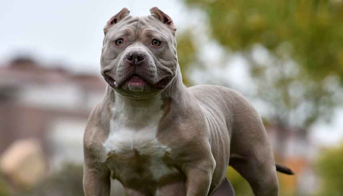 american bulldog attacks seven year old girl delhi american bulldog attacks seven year old girl delhi