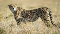 Namibian Cheetah, Project Cheetah, Northern Africa Cheetah, Kuno National Park