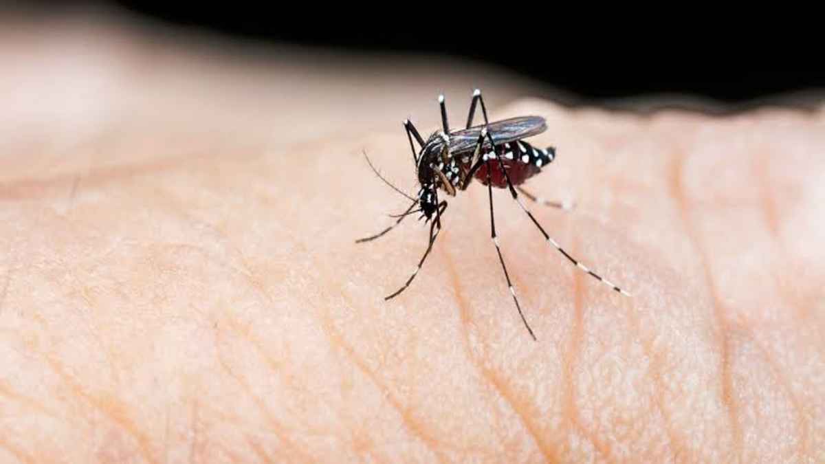 छत्तीसगढ़ में तेजी से फैल रहा डेंगू; 800 से ज्यादा मरीज मिले, स्वास्थ्य विभाग अलर्ट