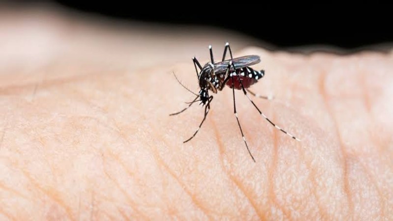 Chhattisgarh Dengue Cases, Raipur Dengue Cases, Dengue Cases News, Health Department, Chhattisgarh News, Raipur News