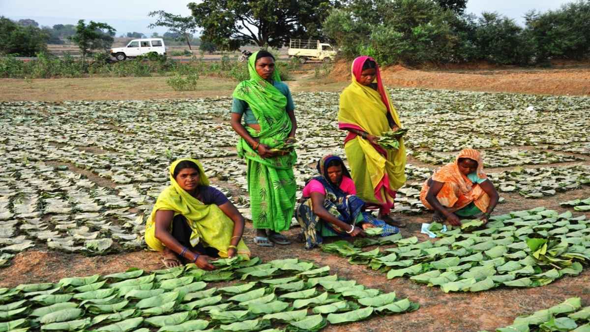 Chhattisgarh Minor Forest Produce Chhattisgarh Minor Forest Produce, CM Bhupesh Baghel, Chhattisgarh Government, Chhattisgarh News, Raipur News