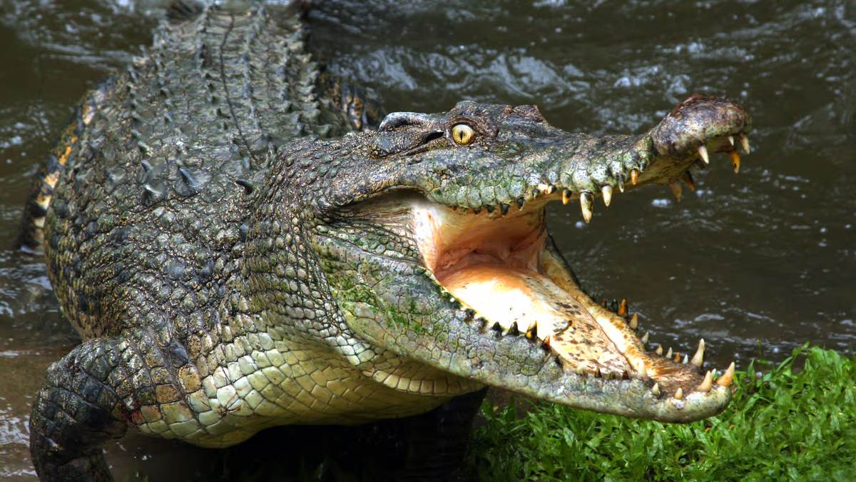 Crocodile Eat girl, Lakhimpur Kheri News, Crocodile Kills Girls, UP News