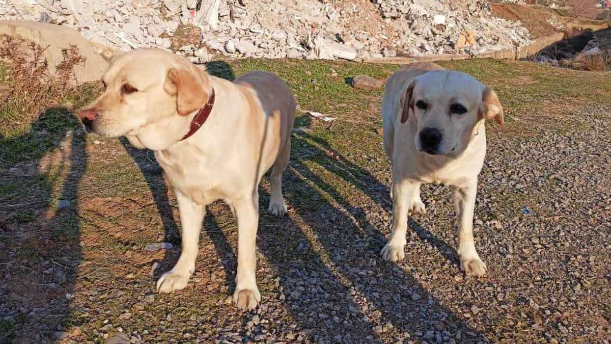 Dog (1)