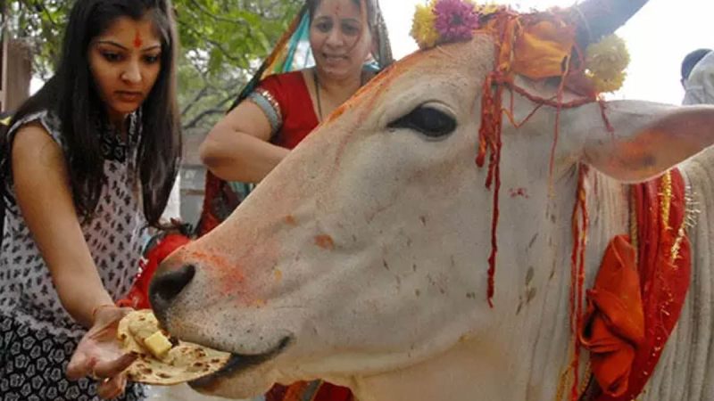 Feeding Bread to Cow