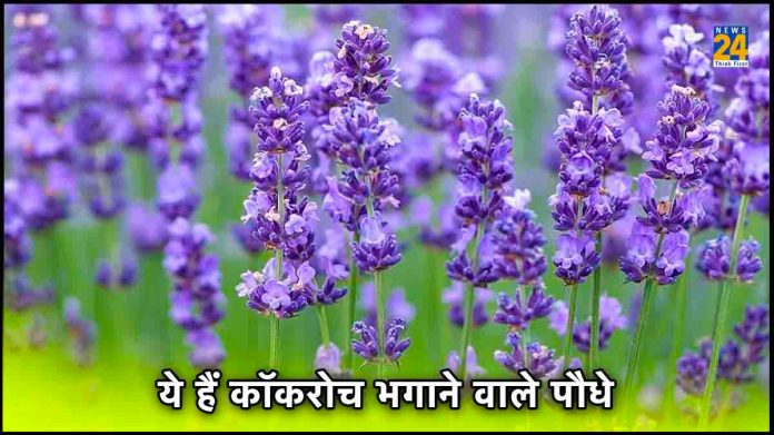 Cockroach Bhagane ke Gharelu Upay, Cockroach Bhagane ke Gharelu Upay
