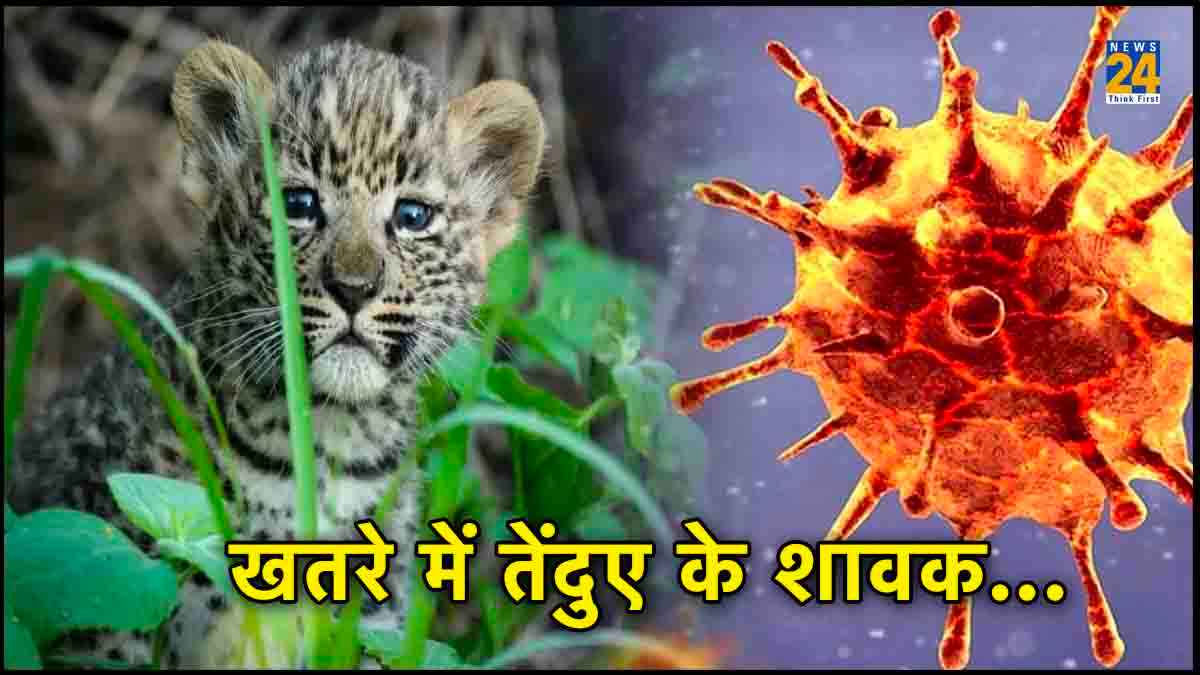 तेंदुओं का 'काल' बनकर आया ये खतरनाक वायरस; बेंगलुरु में 15 दिन में 7 शावकों की मौत