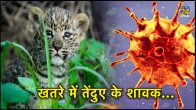 Leopard Cubs Dead, Virus, Bannerghatta Biological Park Bengaluru