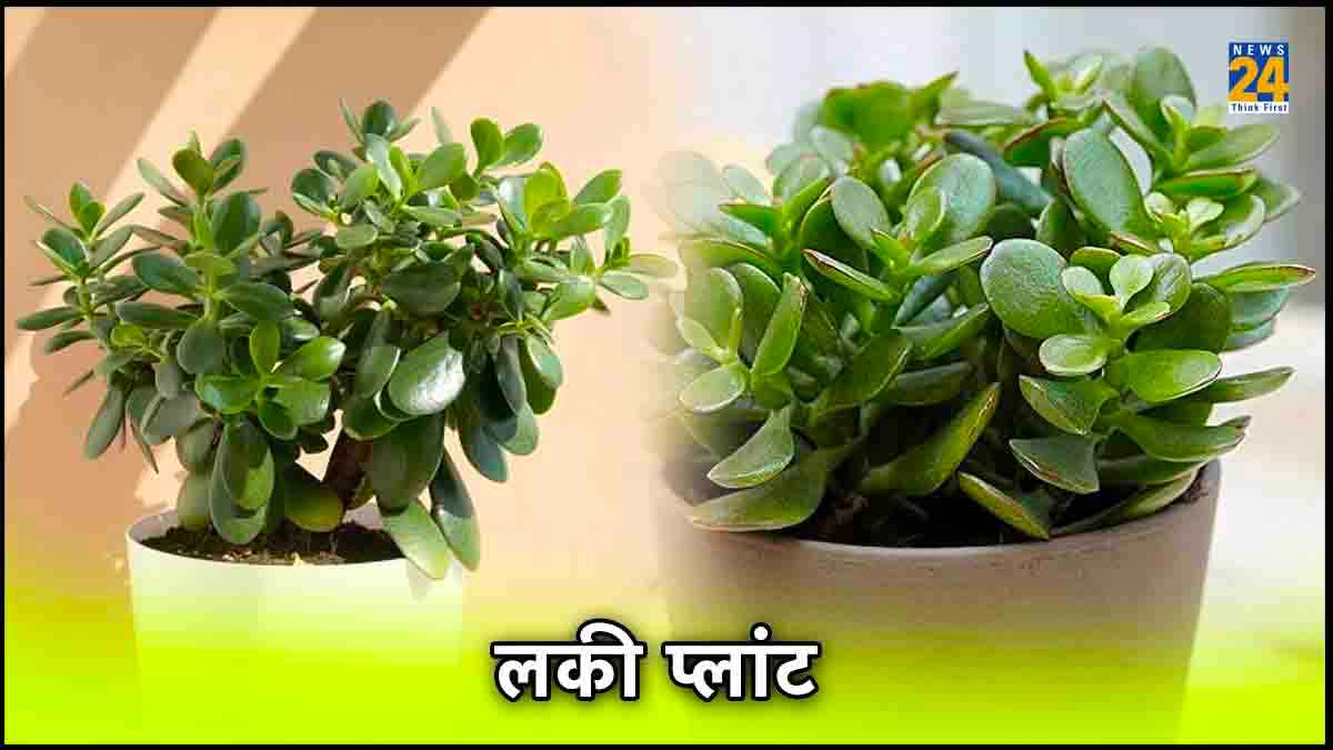 मनी प्लांट से भी पावरफुल है ये चमत्कारी पौधा, घर में लगाने से मां लक्ष्मी की होती है अपार कृपा