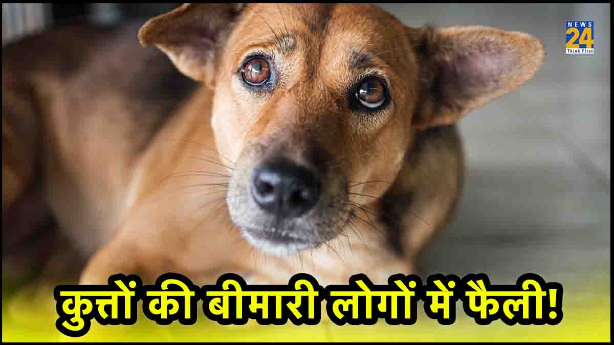 brucella canis symptoms in humans,brucella canis symptoms in dogs,signs of brucellosis in female dogs,what does brucellosis in dogs look like,how is brucella canis transmitted,how common is,brucellosis in dogs,brucella canis treatment,brucella canis in humans