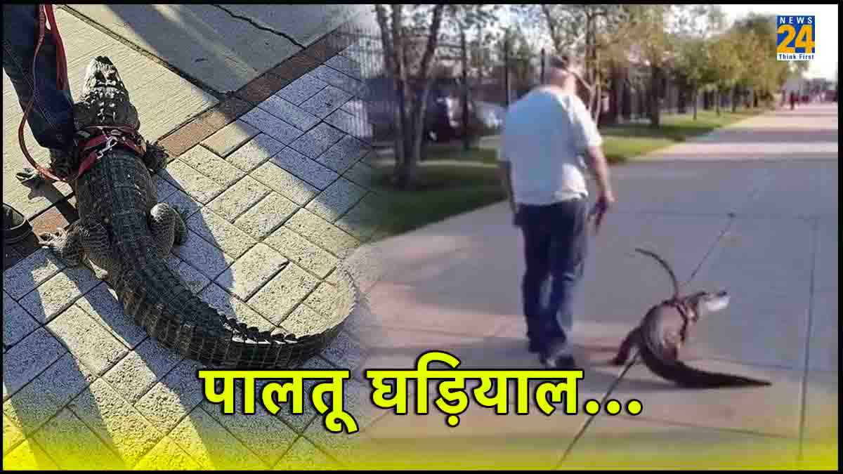 नहीं देखा होगा ऐसा Alligator: पालतू डॉगी की तरह 5 फुट लंबा घड़ियाल लेकर टूर्नामेंट में पहुंचा शख्स, सामने आया VIDEO