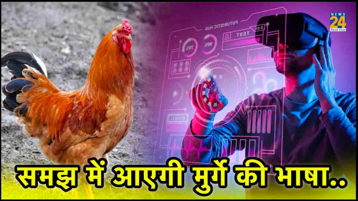 मुर्गे सिर्फ बांग नहीं देते, गुस्सा और दर्द भी जताते हैं, AI ने ऐसे पहचानी भाषा