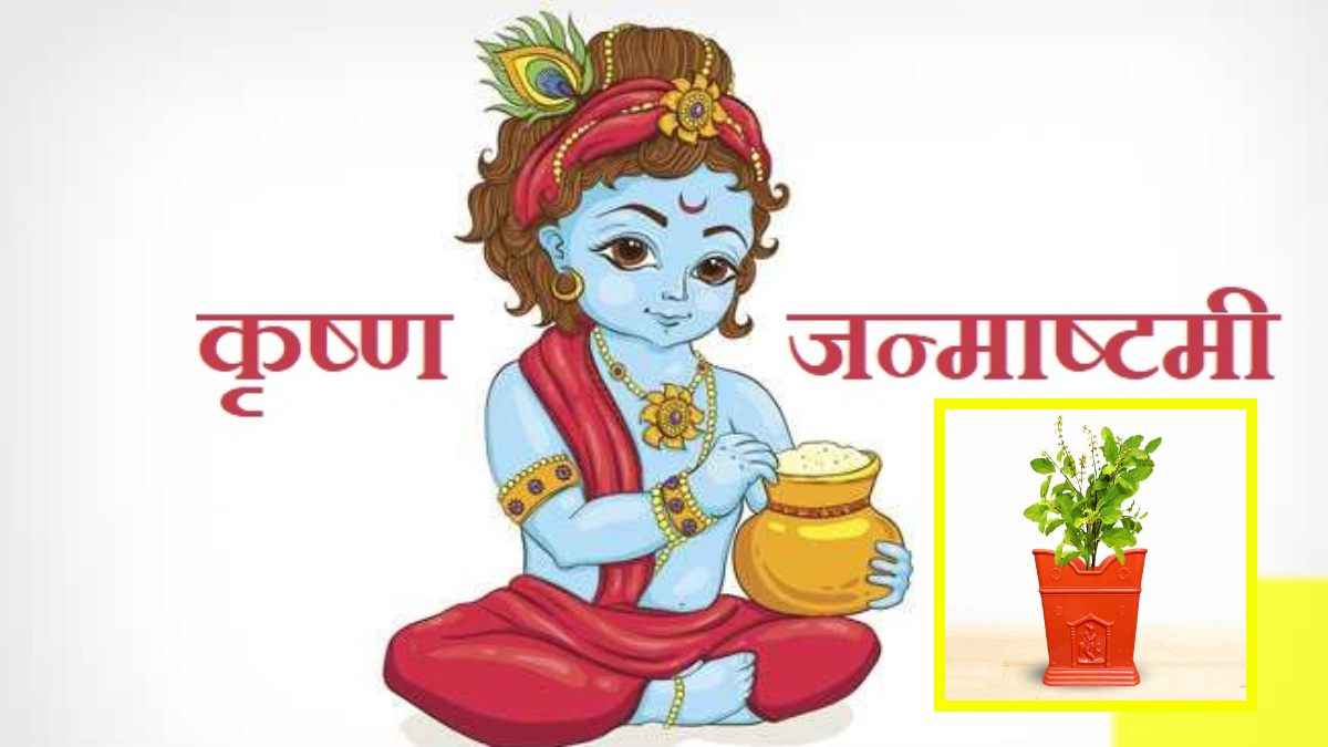 Janmashtami 2023 Upay: जन्माष्टमी पर कर लें तुलसी का ये उपाय, हमेशा मेहरबान रहेंगे श्रीकृष्ण; बढ़ेगी धन-दौलत