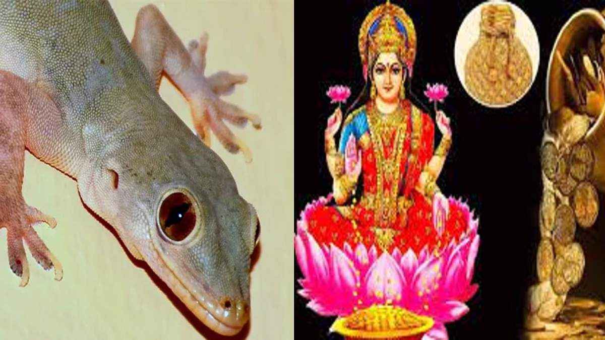 Lizard Shagun Apshagun