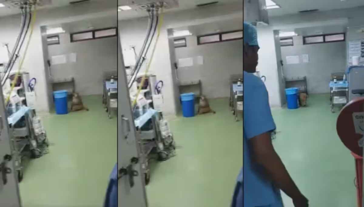 Monkey Entering In RML Hospital Operation Theatre