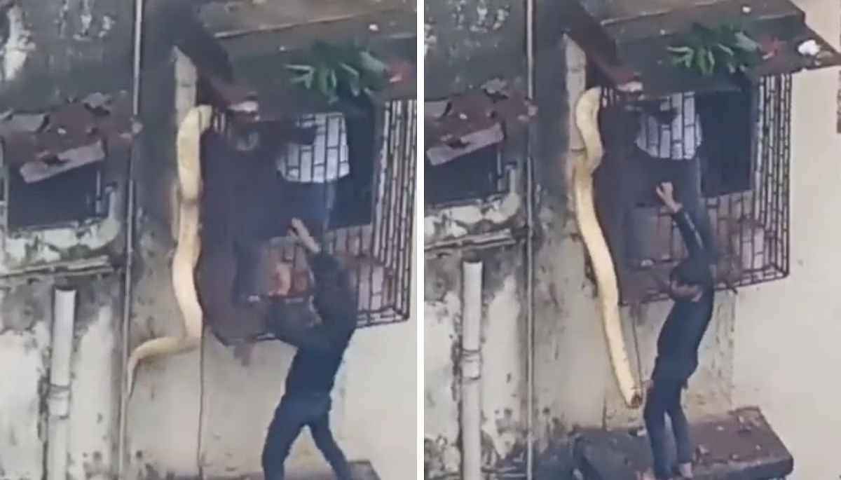 Watch Video: खिड़की में फंसा 10 फीट लंबा अजगर, रोंगटे खड़े कर देने वाला वीडियो वायरल