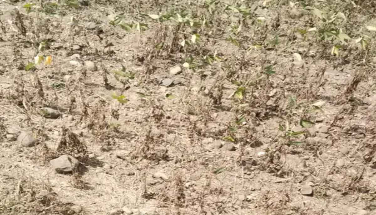 Rajasthan Weather: 85 साल बाद अगस्त में कम बारिश, 93 लाख हैक्टेयर में फसल खराबे की आशंका, जानें आपके जिले में कब होगी बारिश