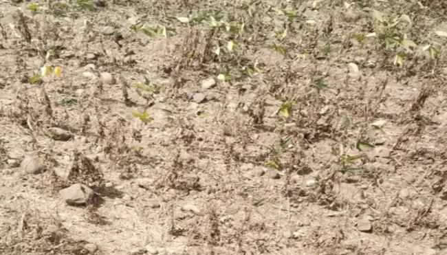 Rajasthan Weather Update, No Rain In rajasthan Rajasthan Weather Update, No Rain In rajasthan