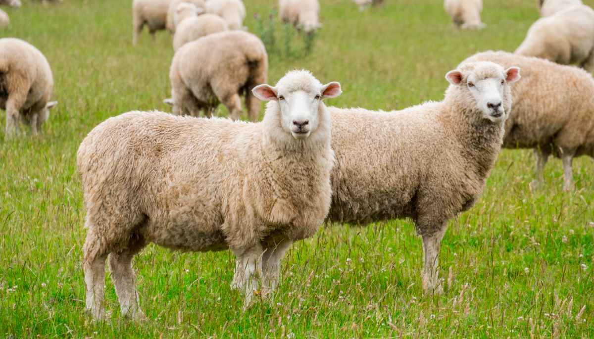 Sheeps Ate 100 KG Cannabis In Greece