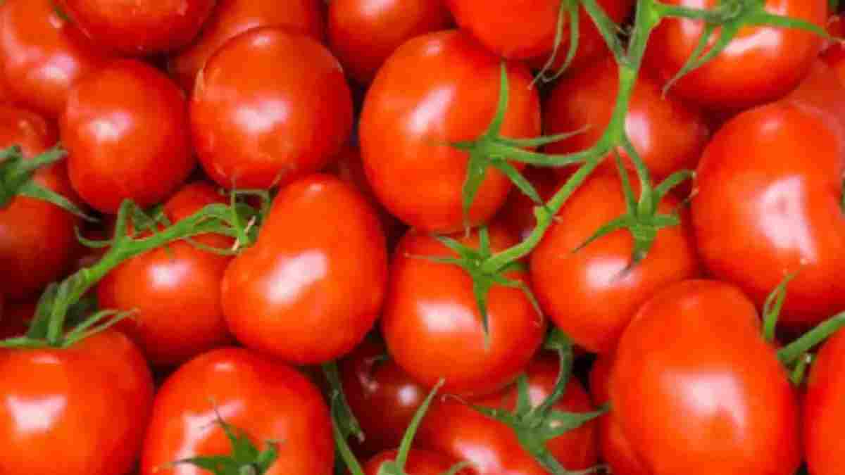 Tomatoes Price Fall Farmers Worried Know Latest Rates