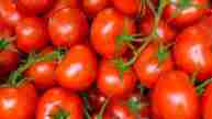 Tomatoes Price Fall