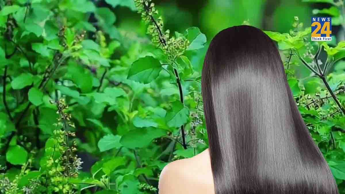 Tulsi leaves Benefits, hair fall home remedies, ulsi leaves for hair fall, benefits Of tulsi leaves