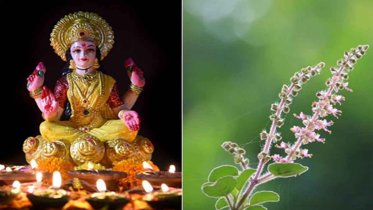 Tulsi Bad Omens: तुलसी का पौधा सूखना देता है अपशकुन का संकेत, धन की देवी भी चली जाती हैं घर छोड़कर