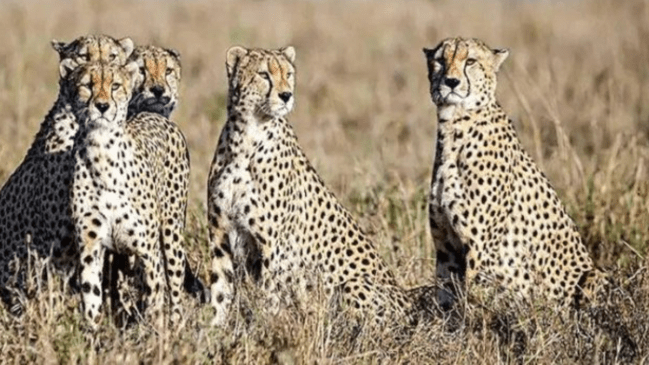 Tiger Project Completed One year: PM मोदी के जन्मदिन पर पूरा हुआ टाइगर प्रोजेक्ट का एक साल, जानिए क्या-क्या हुआ अब तक