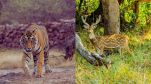 Wildlife Of Rajasthan, 10 animals found in rajasthan, wildlife sanctuary in rajasthan, rajasthan national park and wildlife sanctuary