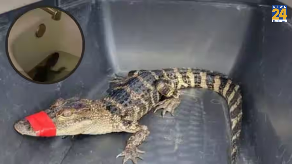 Woman brought crocodile home
