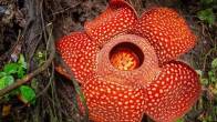 corpse flower known for putrid smell scientists pushing to save this plant