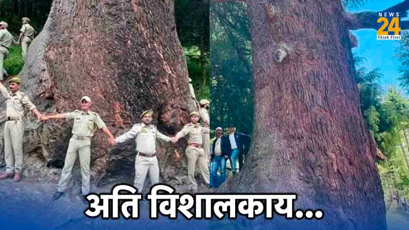 World Largest Cedar Tree World Largest Cedar Tree