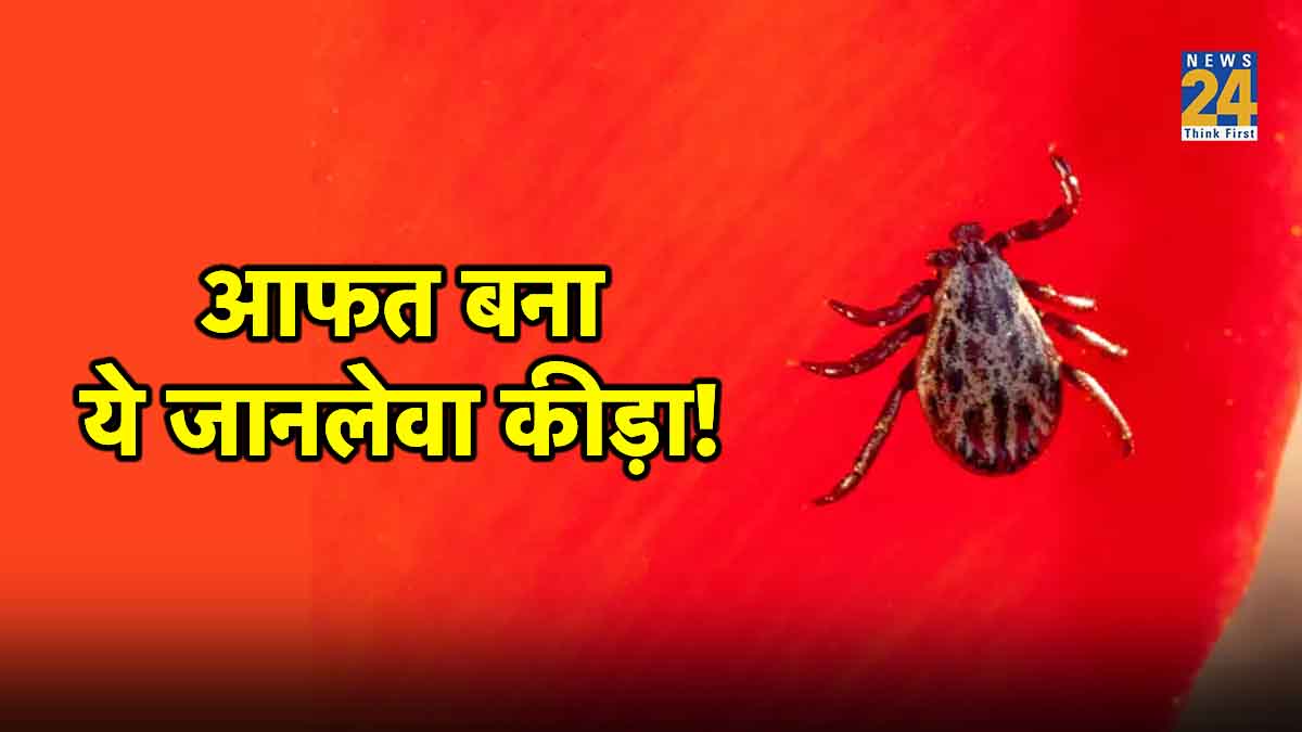 scrub typhus treatment,scrub typhus symptoms and treatment,scrub typhus test,is scrub typhus dangerous,scrub typhus caused by,scrub typhus symptoms in hindi,scrub typhus pictures,scrub typhus rash,scrub typhus treatment at home,scrub typhus treatment dose,scrub typhus prevention,scrub typhus pictures,scrub typhus treatment guidelines,food for scrub typhus patient,scrub typhus incubation period,scrub typhus treatment duration