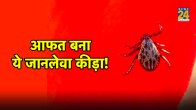 scrub typhus treatment,scrub typhus symptoms and treatment,scrub typhus test,is scrub typhus dangerous,scrub typhus caused by,scrub typhus symptoms in hindi,scrub typhus pictures,scrub typhus rash,scrub typhus treatment at home,scrub typhus treatment dose,scrub typhus prevention,scrub typhus pictures,scrub typhus treatment guidelines,food for scrub typhus patient,scrub typhus incubation period,scrub typhus treatment duration