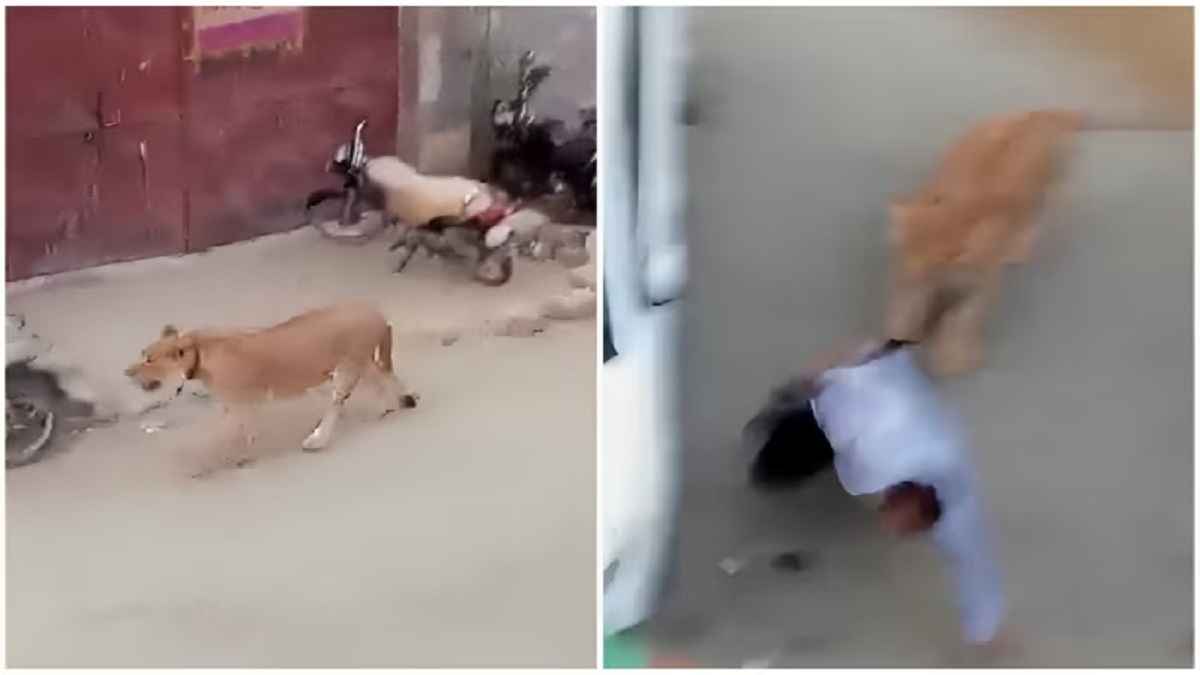 Shocking Video: कराची की सड़कों पर शेरनी का हमला, पाक के पूर्व क्रिकेटर भड़के; कही ये बात