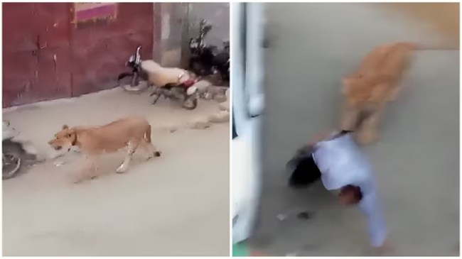 lioness attack in karachi lioness attack in karachi