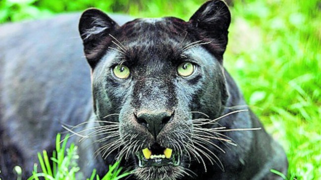 panther Watch Video: बिल्ली का बच्चा समझकर रशियन महिला घर ले आई पैंथर, वीडियो वायरल