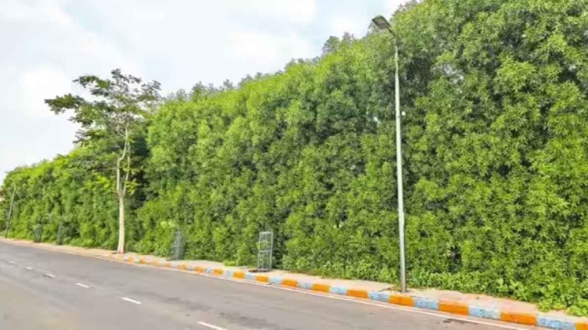 गुजरात सरकार ने बैन किए मैंग्रोव प्रजाति के पौधे, साबरमती के किनारे बसाया गया था 'राम वन'