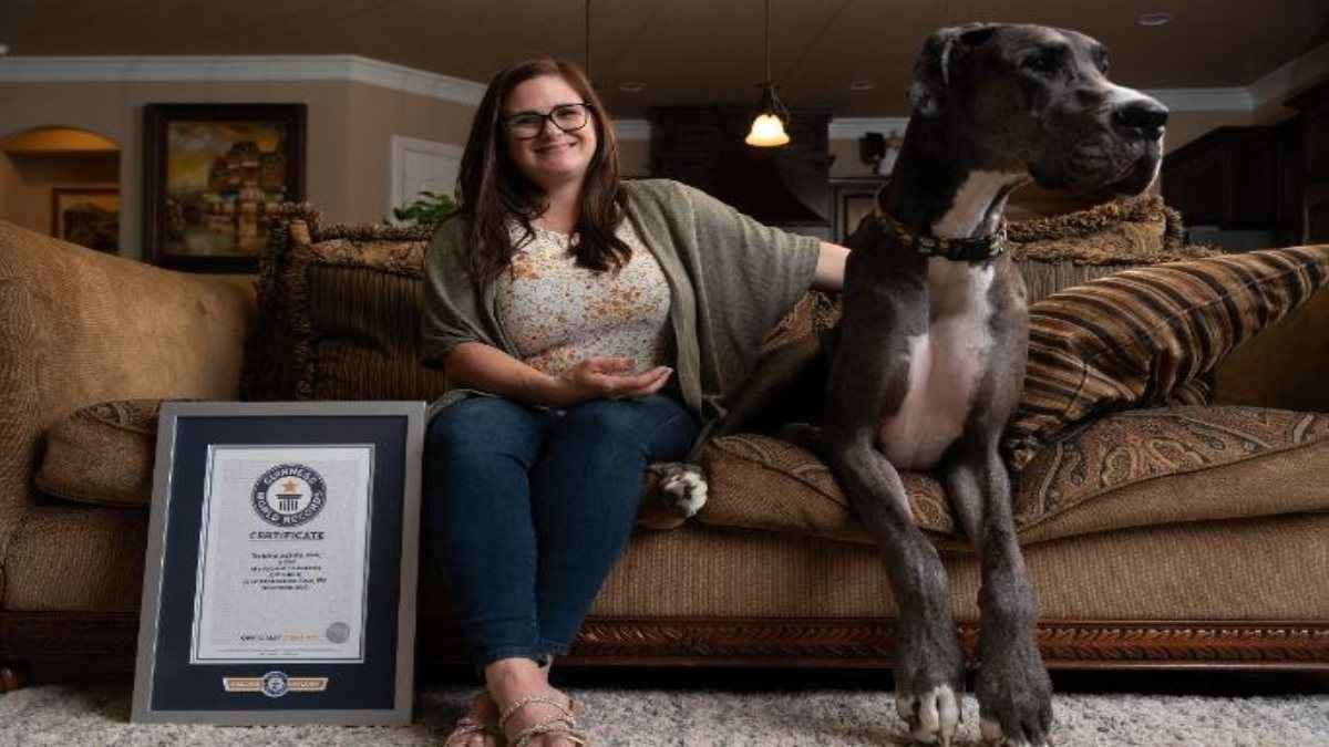 world tallest dog