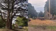 800 year old tree cut down in Britain, Britain News, Viral News, World News