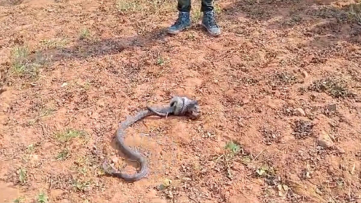 Snake Lovers Fight