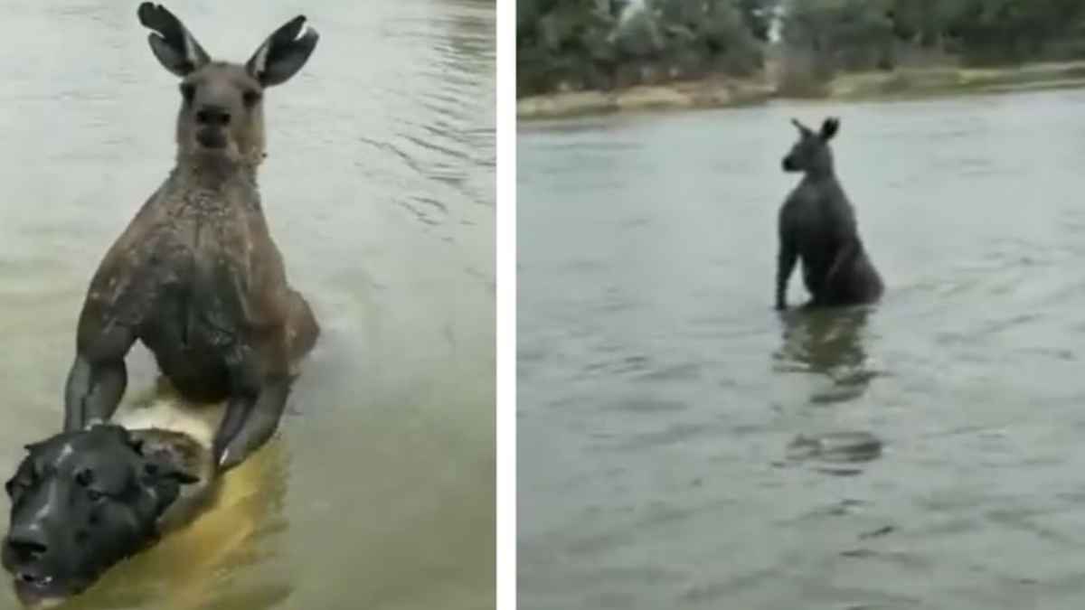 Watch Video: कुत्ते को तालाब में खींच ले गया कंगारू; फिर मुश्किल से बचाई जान