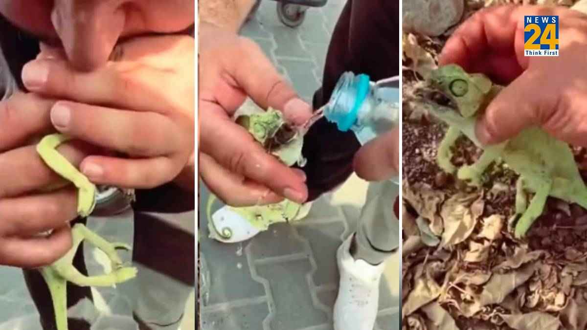 गिरगिट को CPR देकर शख्स ने किया जिंदा! मुंह से सांस भी दी, सोशल मीडिया पर Video Viral