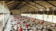 Poultry Promotion Scheme, Poultry Scheme, Chhattisgarh News, Raipur News, Help Policy Scheme