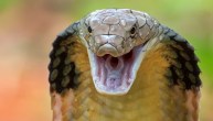 Cobra Snake Injured Sent Delhi Ambulance In Badaun