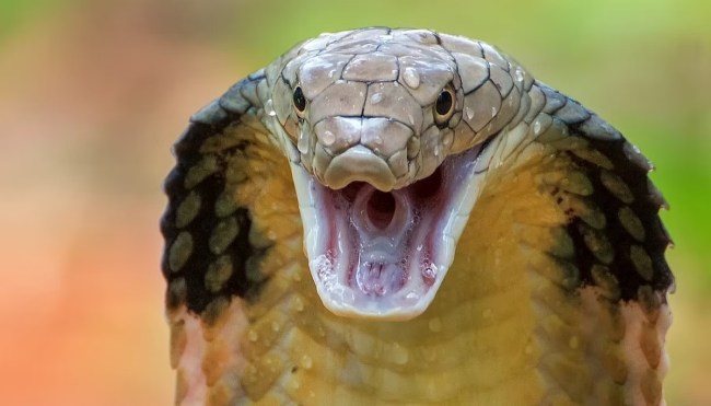 Cobra Snake Injured Sent Delhi Ambulance In Badaun